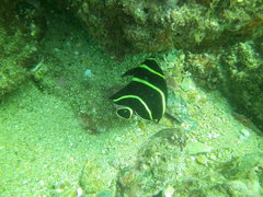 French angelfish