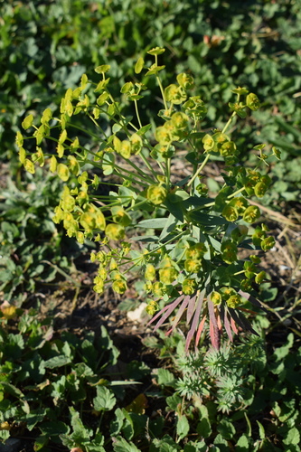 Variedad Euphorbia segetalis segetalis · iNaturalist Mexico