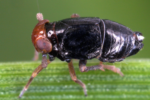 Esurulla Insect Eurysula lurida · iNaturalist