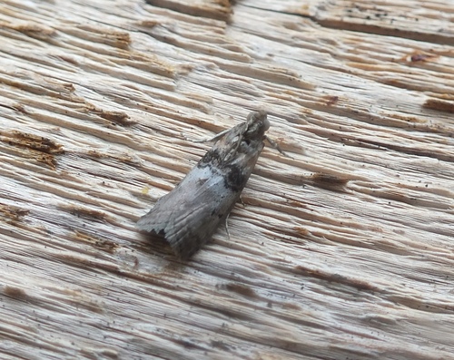 Tlascala reductella Walker, 1863