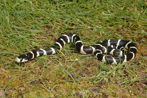 iNaturalist observation photo of California King Snake