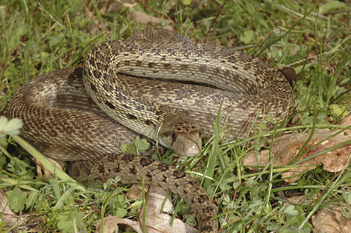 iNaturalist observation photo of Gopher Snake