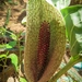 Synandrospadix vermitoxicus - Photo (c) Cesar Augusto Pizarro Rios, all rights reserved, uploaded by Cesar Augusto Pizarro Rios