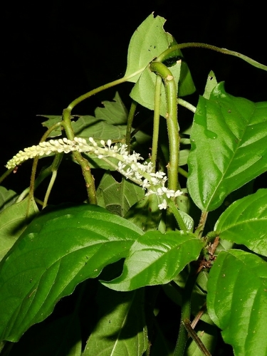 Genus Hilleria · iNaturalist