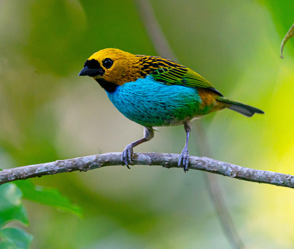 Gilt-edged Tanager photo
