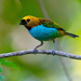 Gilt-edged Tanager - Photo (c) Joao Quental, all rights reserved, uploaded by Joao Quental