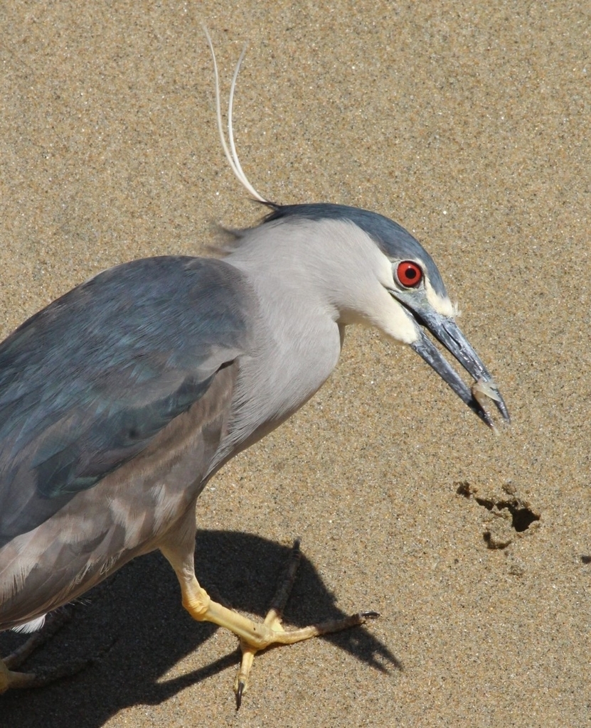 Dusky Black-crowned Night Heron (Subspecies Nycticorax