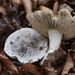Tricholoma serratifolium - Photo (c) Cade, all rights reserved, uploaded by Cade