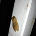 Panama Snouted Tree Frog - Photo (c) Mair Del Cid Perén, all rights reserved, uploaded by Mair Del Cid Perén