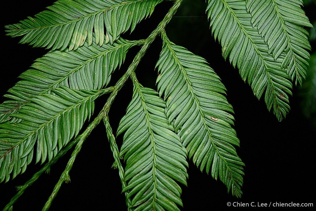 Thông nàng (Dacrycarpus imbricatus)