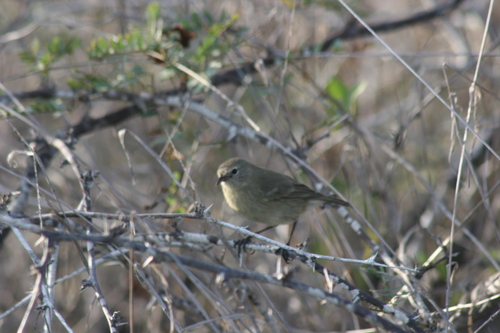 Subspecies Certhidea fusca fusca · iNaturalist