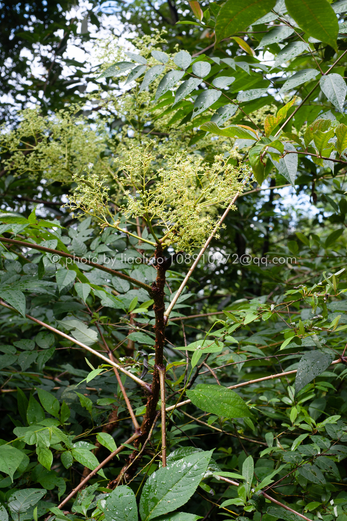 Aralia undulata (Aralia undulata)