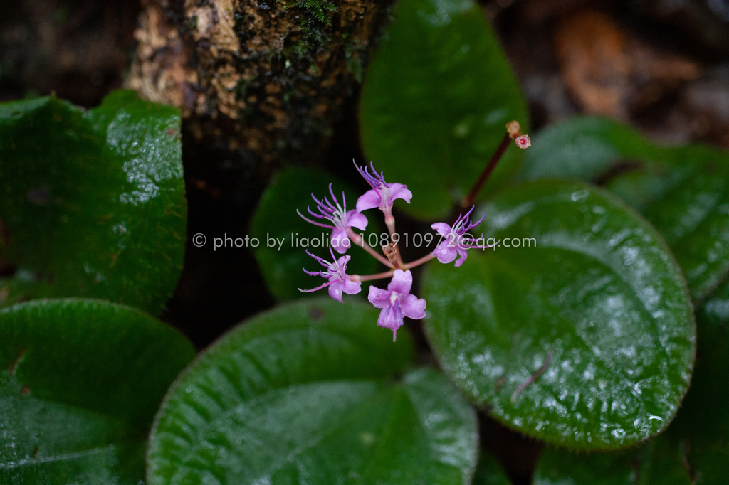 Phyllagathis cavaleriei (Phyllagathis cavaleriei)