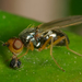 Chamaepsila nigricornis - Photo (c) RUIZ Jean Marc, כל הזכויות שמורות, הועלה על ידי RUIZ Jean Marc