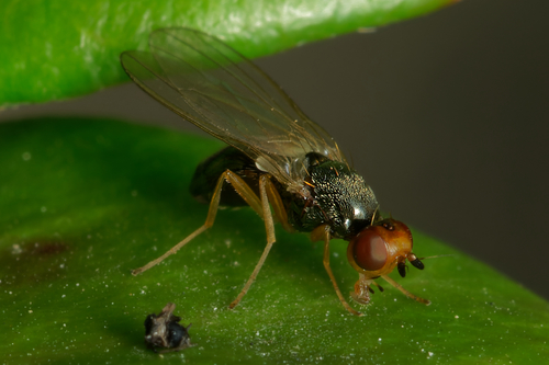 Genus Chamaepsila · iNaturalist