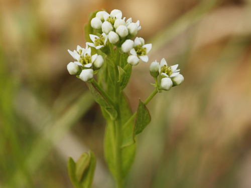 bastard toadflax