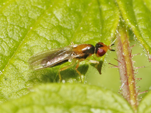 Psila collaris