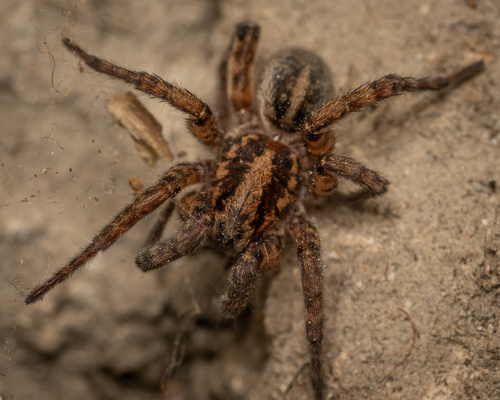 Arctosa personata