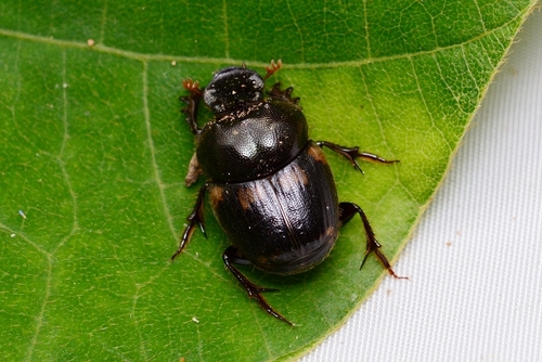 Onthophagus trituber