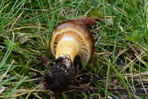 Coppery Waxcap