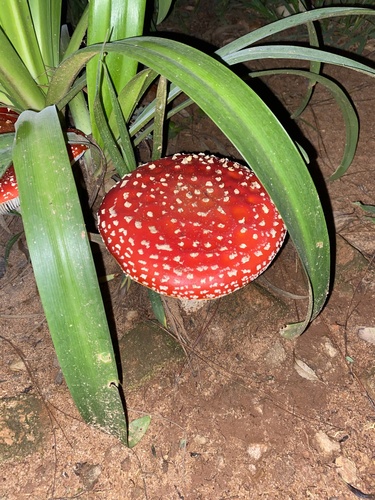 Fly Agaric