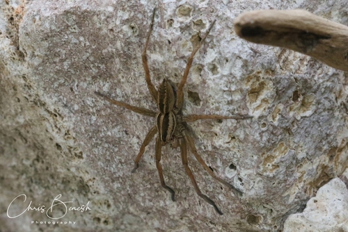 Rabidosa santrita