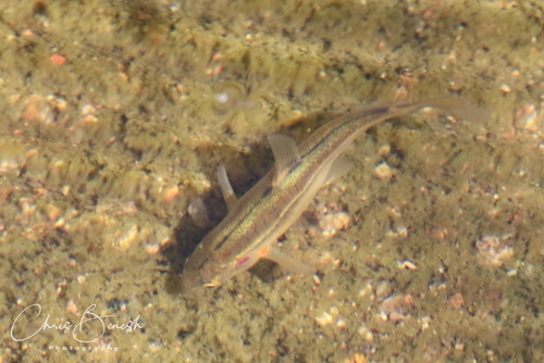 Sonora Chub