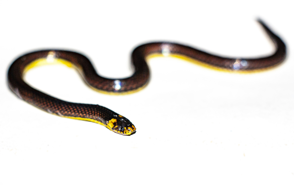 Systematic review of the polychromatic ground snakes Atractus