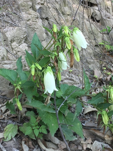 Spotted bellflower