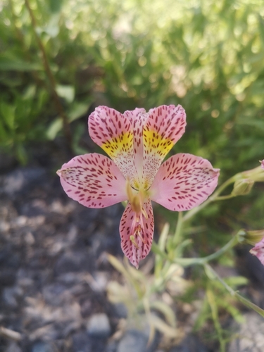 Lirios del Perú o Astromelias (género Alstroemeria) · NaturaLista Colombia