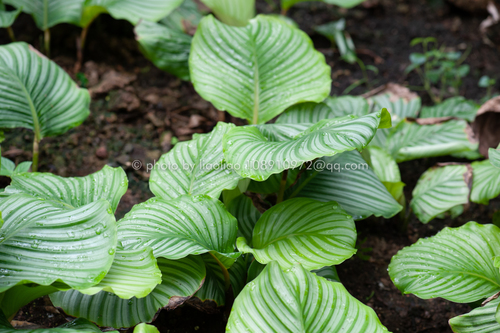 Ischnosiphon rotundifolius