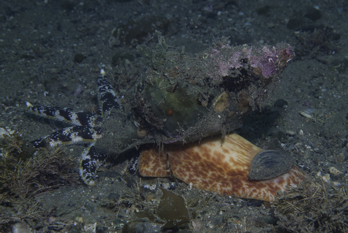 Knobbed Triton Snail