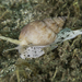 Nassa Mud Snails - Photo (c) Simon Franicevic, all rights reserved, uploaded by Simon Franicevic