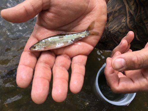 Eastern Silvery Minnow
