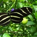 Heliconius charithonia tuckeri - Photo (c) Angel Abreu, all rights reserved, uploaded by Angel Abreu