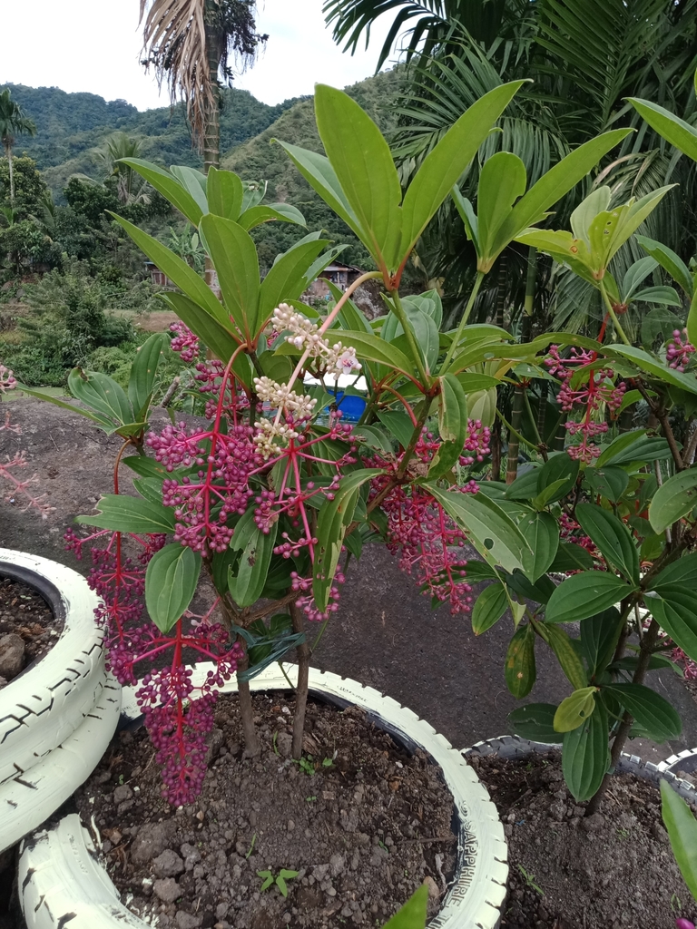 Medinilla pendula (Medinilla pendula)