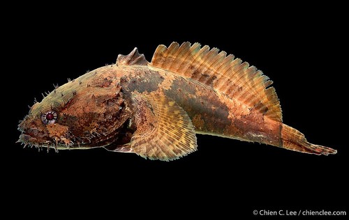 Halophryne hutchinsi