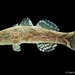 Marbled Goby - Photo (c) Chien Lee, all rights reserved, uploaded by Chien Lee