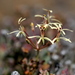 Pelargonium aristatum - Photo (c) Elena Ioganson, todos los derechos reservados, subido por Elena Ioganson