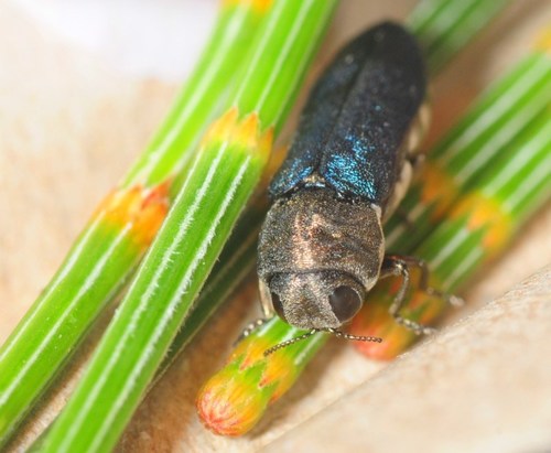 Genus Dinocephalia · iNaturalist