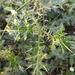 Spiny Solanums - Photo (c) Santosh Gangurde, all rights reserved, uploaded by Santosh Gangurde