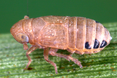Jassidaeus lugubris