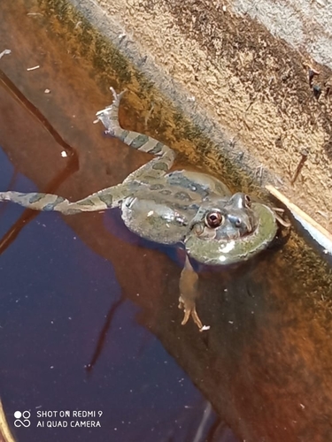Juliaca four-eyed frog