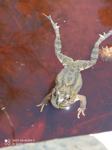 Juliaca four-eyed frog