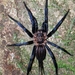 Colombian Funnel Web Spider - Photo (c) Stéphane De Greef, all rights reserved, uploaded by Stéphane De Greef
