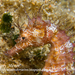 Observation photo