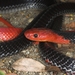 Red-headed Krait - Photo (c) Andrew Gottscho, all rights reserved, uploaded by Andrew Gottscho