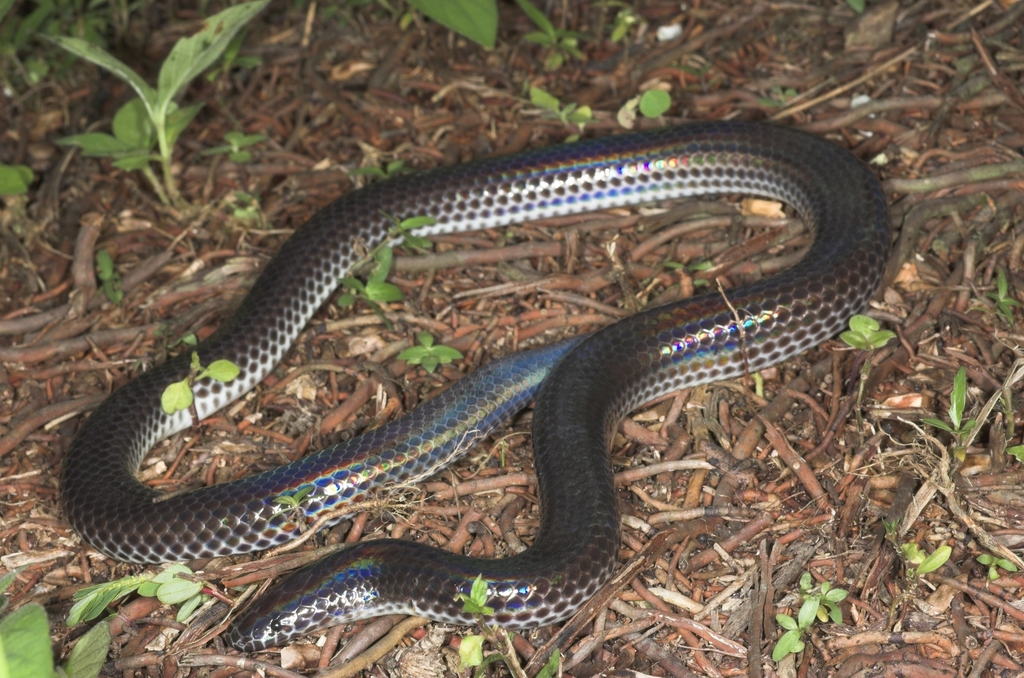 Asian Sunbeam Snake From Siberut Island Kepulauan Mentawai West Sumatra Indonesia On June