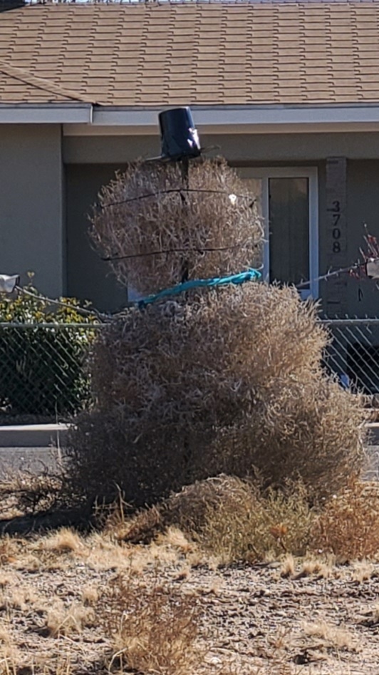 tumbleweed (Invasive Species of Texas) · iNaturalist