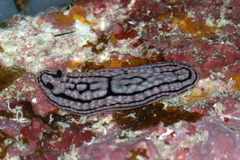 Phyllidiella meandrina image
